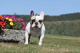 BOULEDOGUE FRANCAIS 120